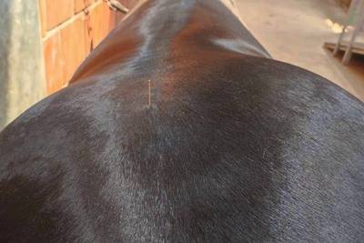 Detailaufnahme von Akupunkturnadeln auf dem Rücken eines Pferdes im ANIVET INSTITUTE, angewendet für therapeutische Zwecke.
