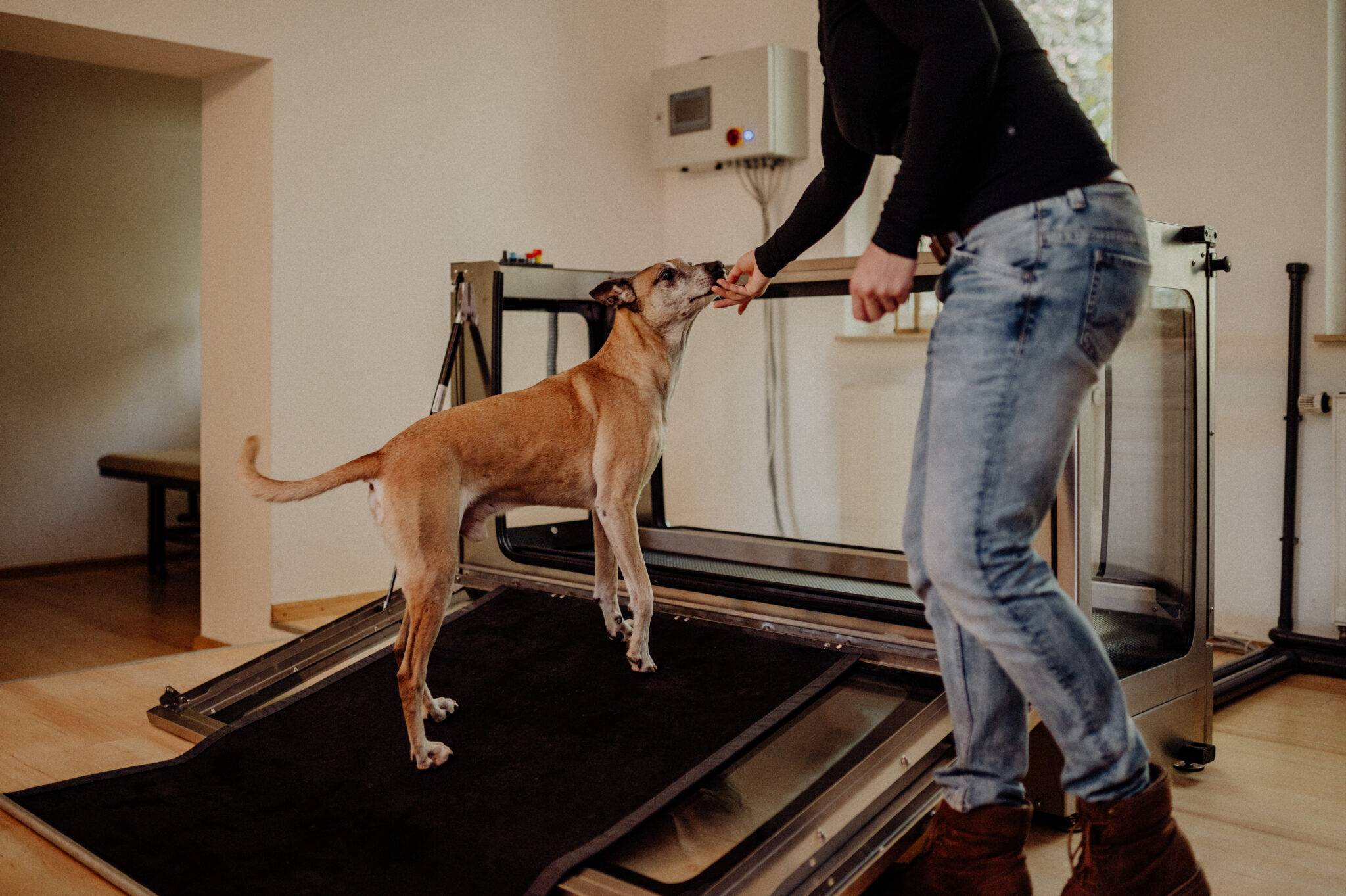 Ein Hundephysiotherapeut, der einen Hund in den Aquamariner zur Behandlung führt.